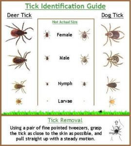 do ticks crawl on dogs