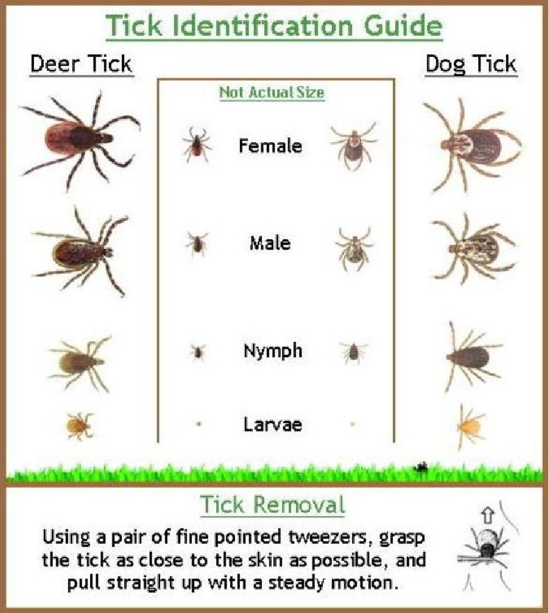 Ticks and TickBorne Diseases An Overview Greyhound Welfare