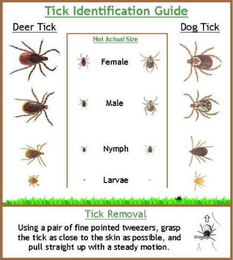 Ticks net