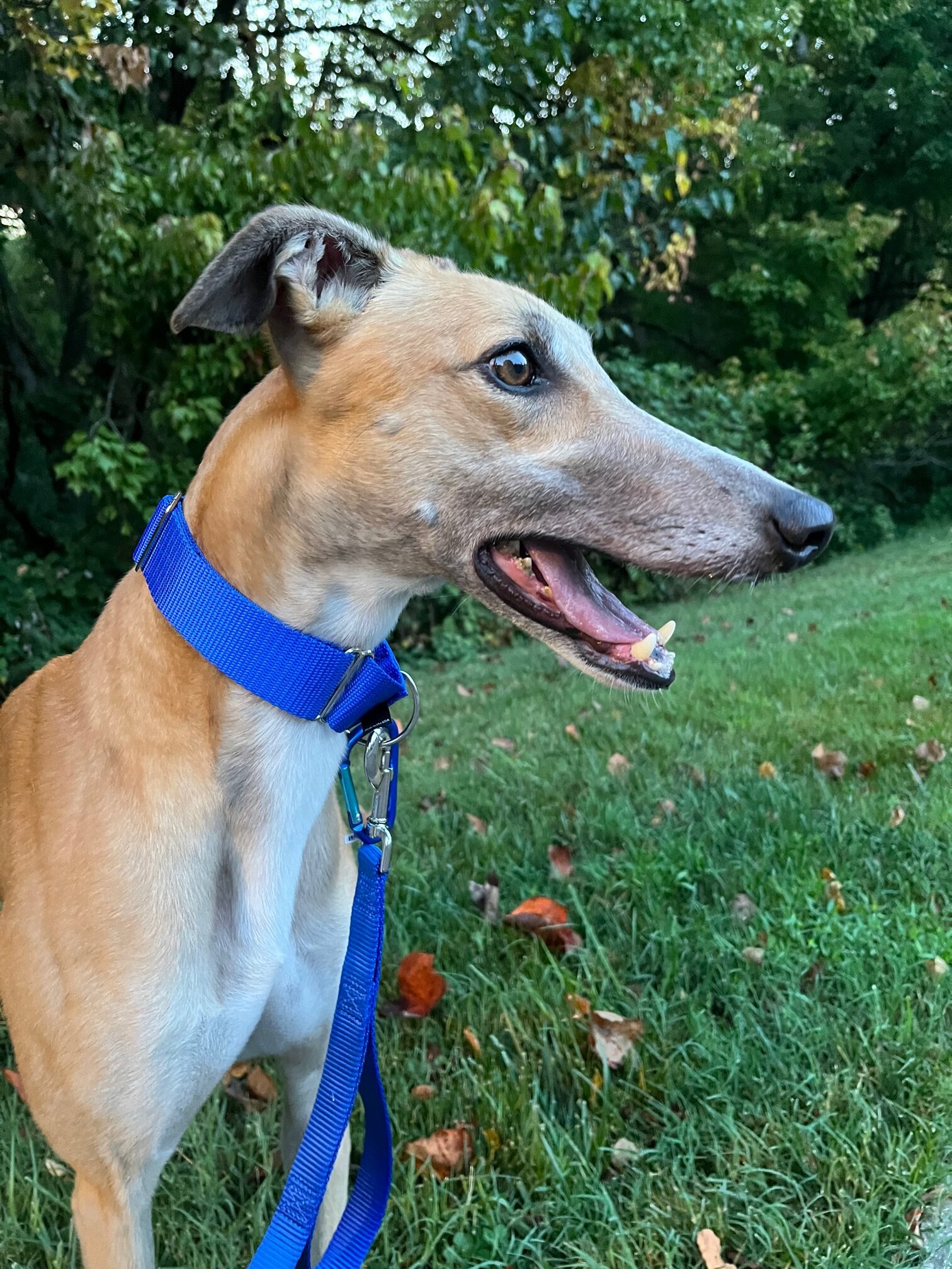 Martina, a fawn greyhound is in foster care while waiting for a new home.