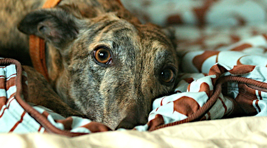 Brindle greyhound snuggling in some blankets.